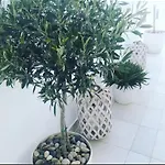 إيبسكوس بوتيك 3* Mykonos Town